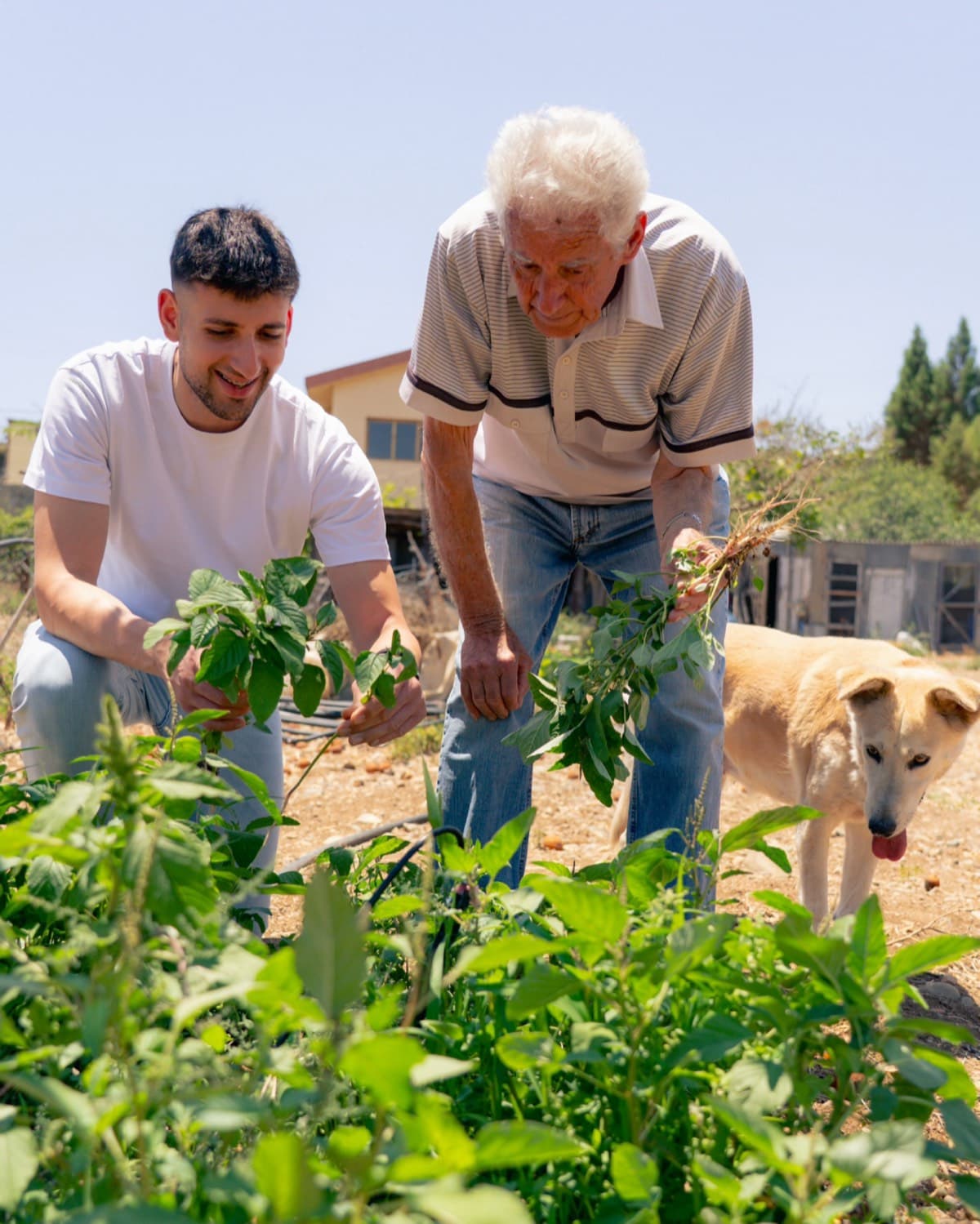 Harvesting fresh ingredients together